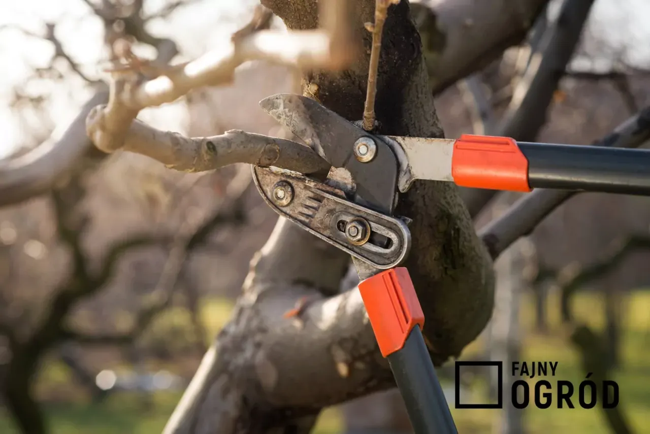 Przycinanie moreli: Kiedy i jak? Sprawdź poradnik krok po kroku