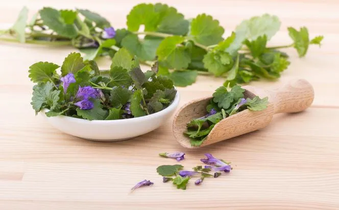 Bluszczyk kurdybanek chwast cudotwórca - zdrowie i pielęgnacja w ogrodzie