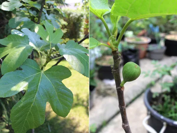 Jak rosną figi? Co warto wiedzieć o uprawie i pielęgnacji tej owocowej rośliny