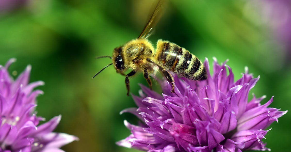  Fioletowa pszczoła zadrzechnia - jedyne takie owady w Polsce!