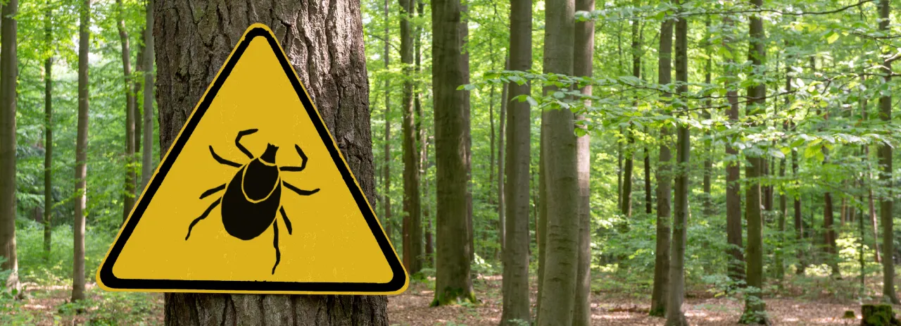 Kleszcz wbity w skórę: czy naprawdę trzeba jechać na pogotowie?