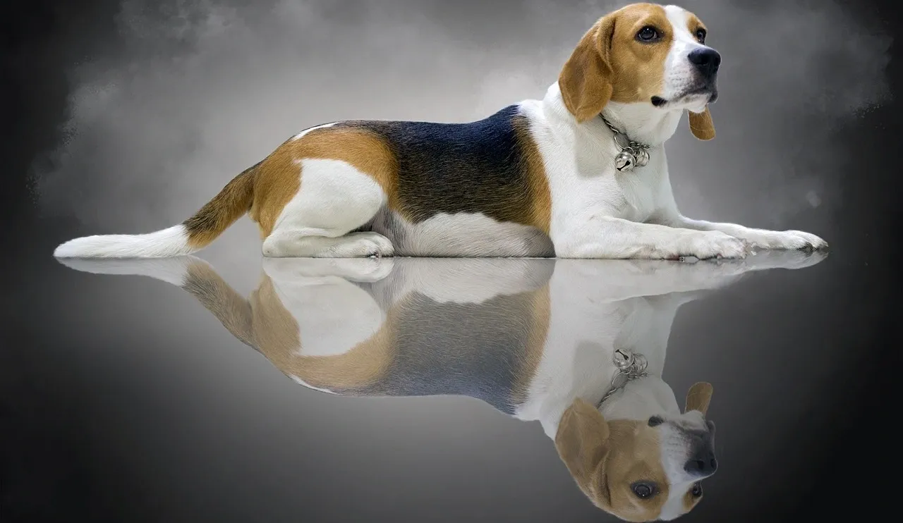 Jak wytresować beagle: skuteczne metody, które przyniosą rezultaty