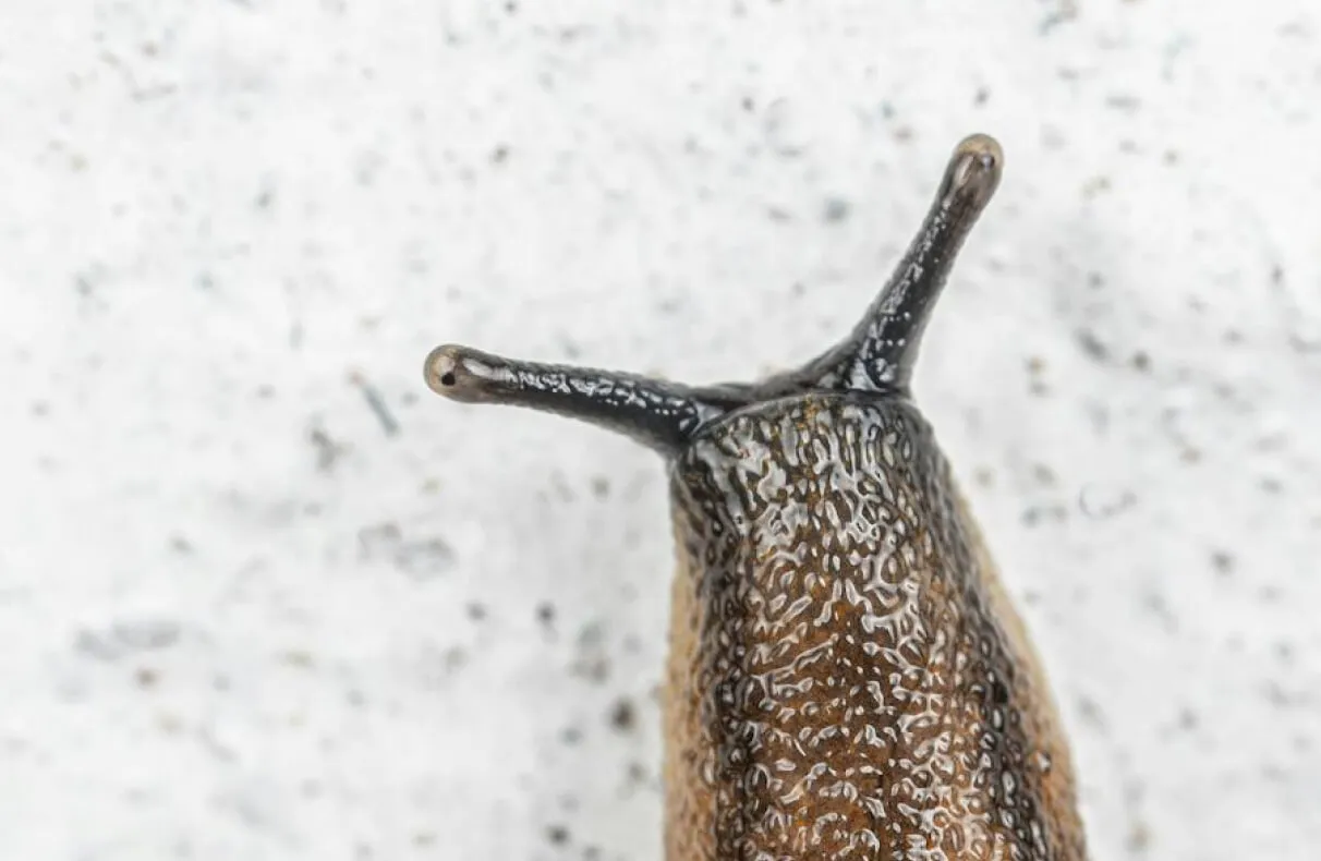 Czego nie lubią ślimaki w ogrodzie? Skuteczne rośliny i triki