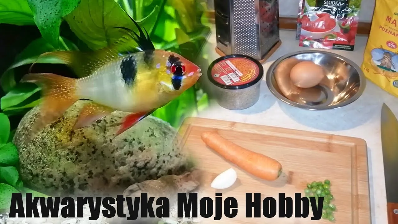 Czym karmić rybki akwariowe zamiast pokarmu - 5 zdrowych alternatyw