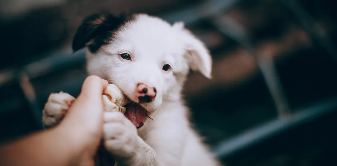 Czego nie wolno robić ze szczeniakiem, aby uniknąć problemów w przyszłości
