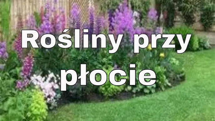 Co posadzić przy płocie z siatki, aby stworzyć piękny ogród? Co posadzić przy płocie z siatki, aby stworzyć piękny ogród?