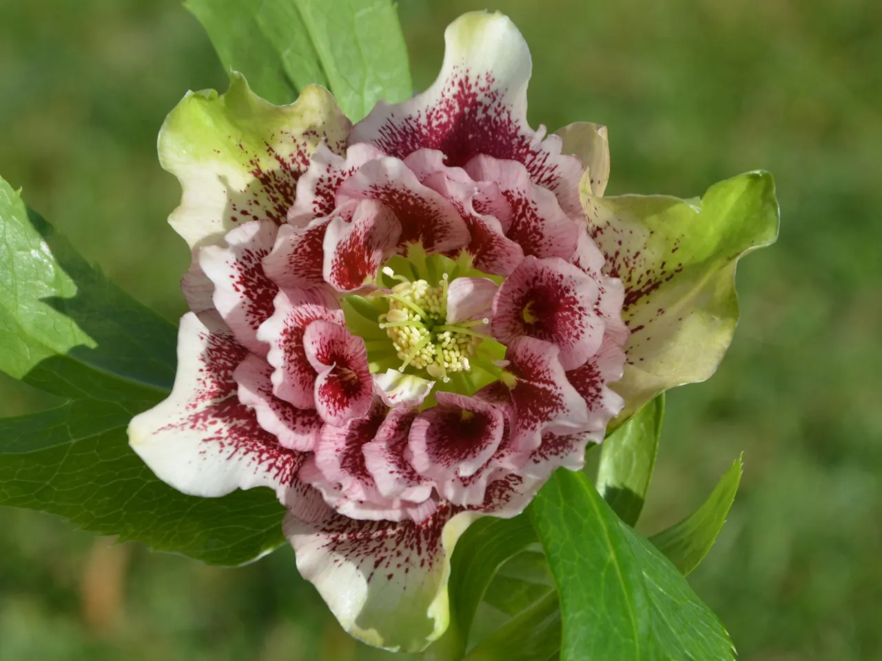 Ciemiernik w doniczce gdzie kupić - najlepsze oferty i ceny online