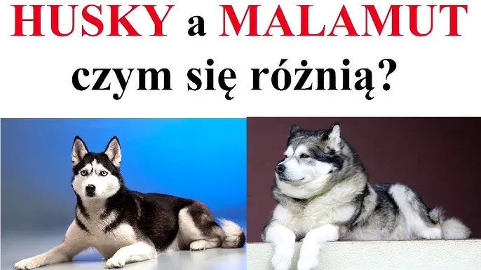 Jak odróżnić husky od malamuta? Kluczowe różnice, które musisz znać