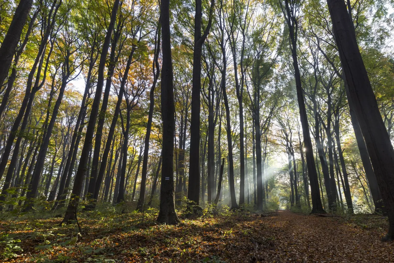 Rezerwat Segiet: Perła UNESCO na Śląsku Przewodnik po buczynie