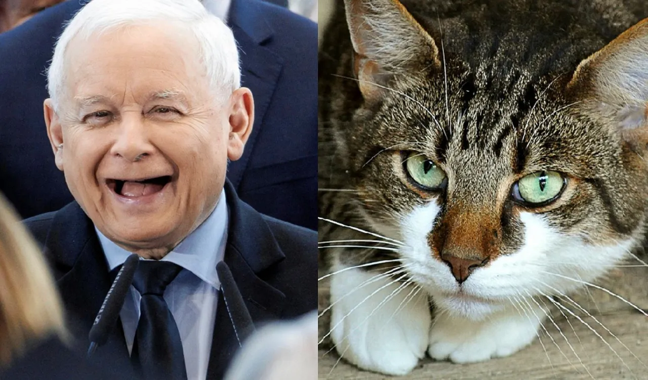 Czy Kaczyński ma kota? Oto co warto wiedzieć o jego pupilach
