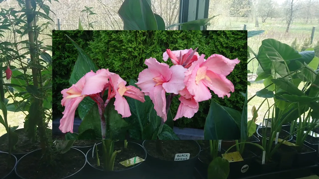 Canna kiedy do gruntu: uniknij przymrozków i sadź z sukcesem