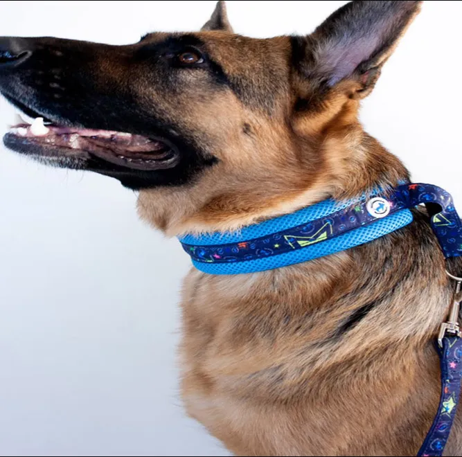 Jaką obrożę dla owczarka niemieckiego wybrać, aby zapewnić komfort?