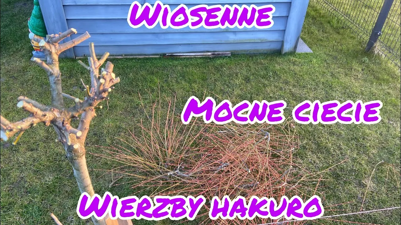 Jak przycinać wierzbę Hakuro Nishiki? Poradnik krok po kroku