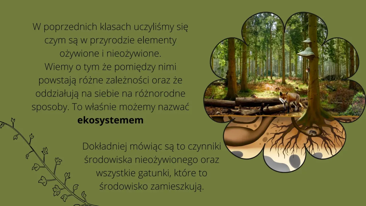Sukcesja w biologii: Kluczowe zmiany w ekosystemach, które musisz znać