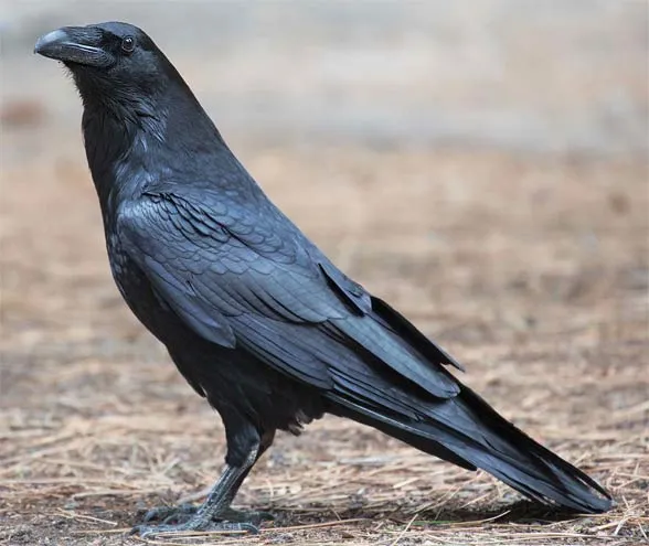 Czy kruk żyje 300 lat? Prawda o długości życia tych ptaków