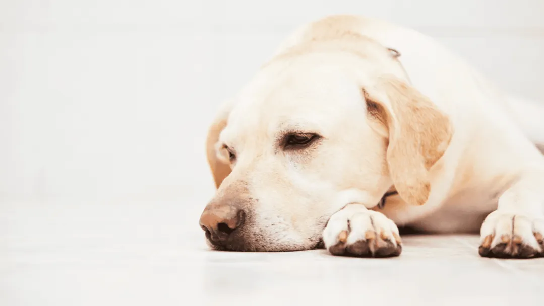 Choroby psychiczne u psów objawy – jak je rozpoznać i pomóc psu