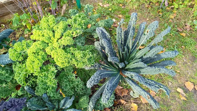 Kiedy jest sezon na jarmuż? Sekret smaku po przymrozkach!