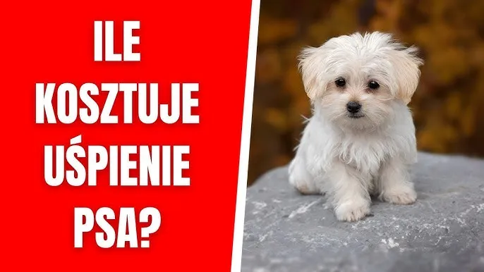 Ile kosztuje uśpienie psa u weterynarza? Ceny i ważne informacje