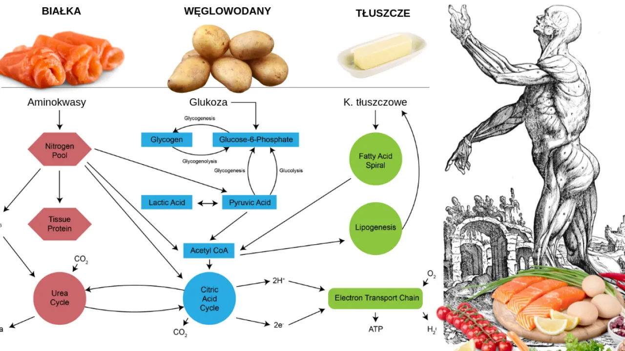 Co to jest metabolizm w biologii i dlaczego jest tak ważny?
