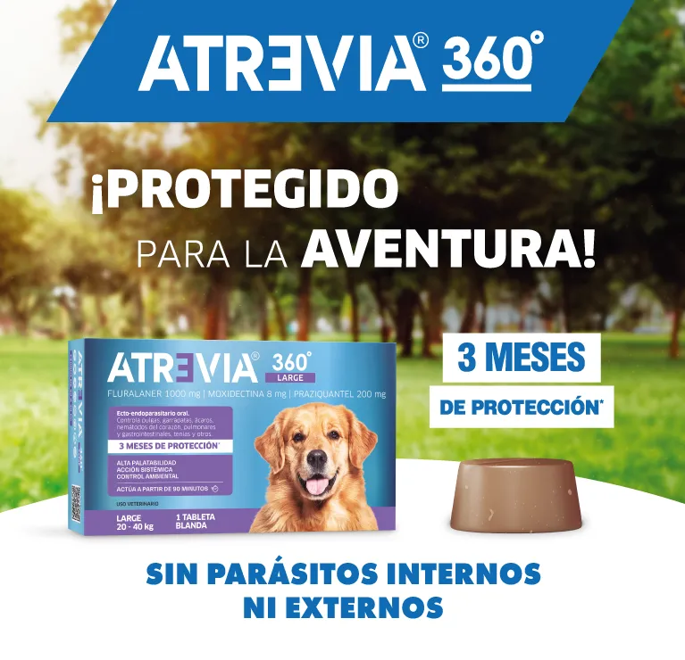 Desparasitar interna perros: Elimina parásitos y protege su salud
