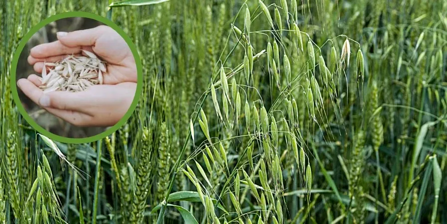 Skuteczny oprysk na chwast w owsie - uniknij strat w plonach