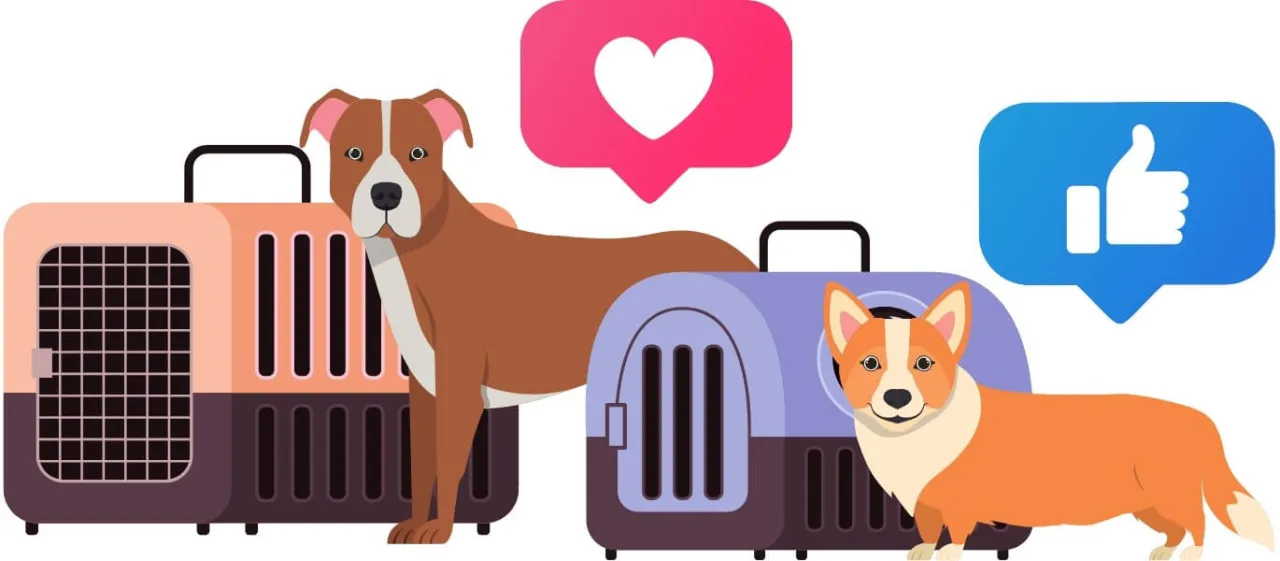 Transport kota z UK do PL po Brexicie: Kompletny poradnik