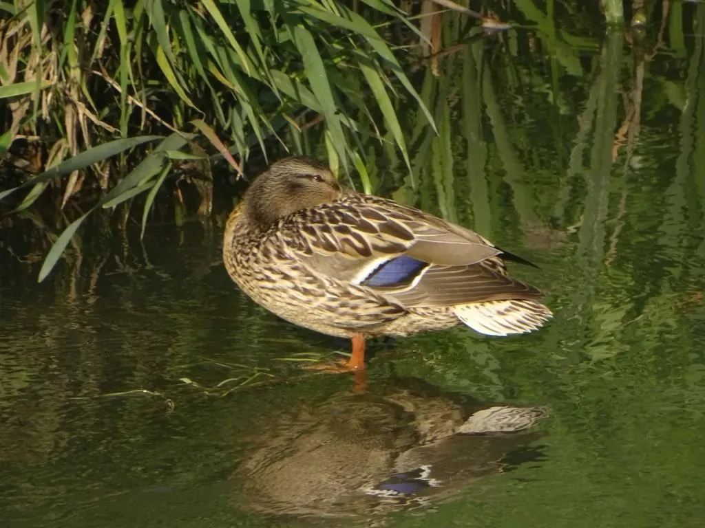 Czy kaczka to ptak? Odkryj fascynujące fakty o kaczkach