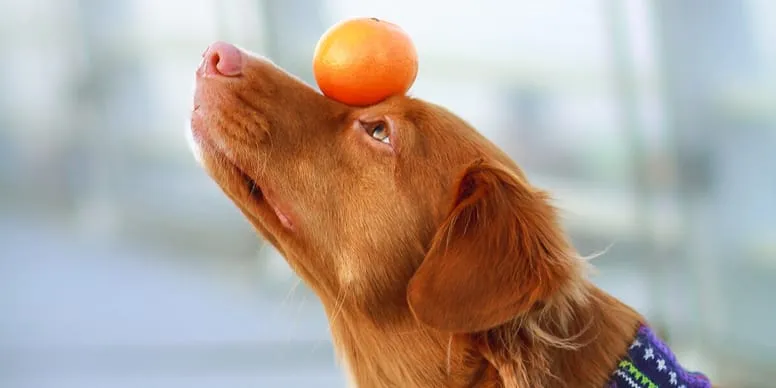 Czy pies może jeść mandarynki? Ważne informacje o bezpieczeństwie