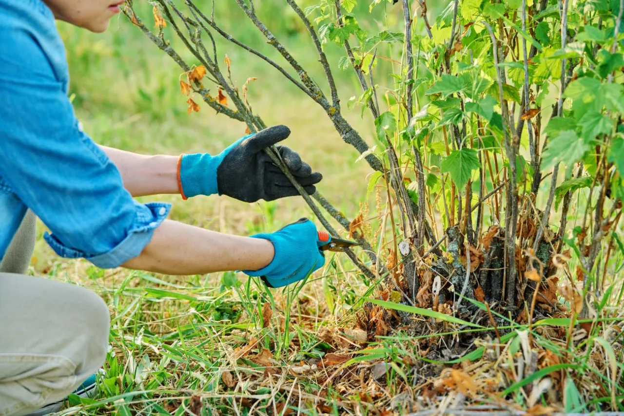 Jak przycinać czarną porzeczkę? Poradnik krok po kroku dla obfitych plonów