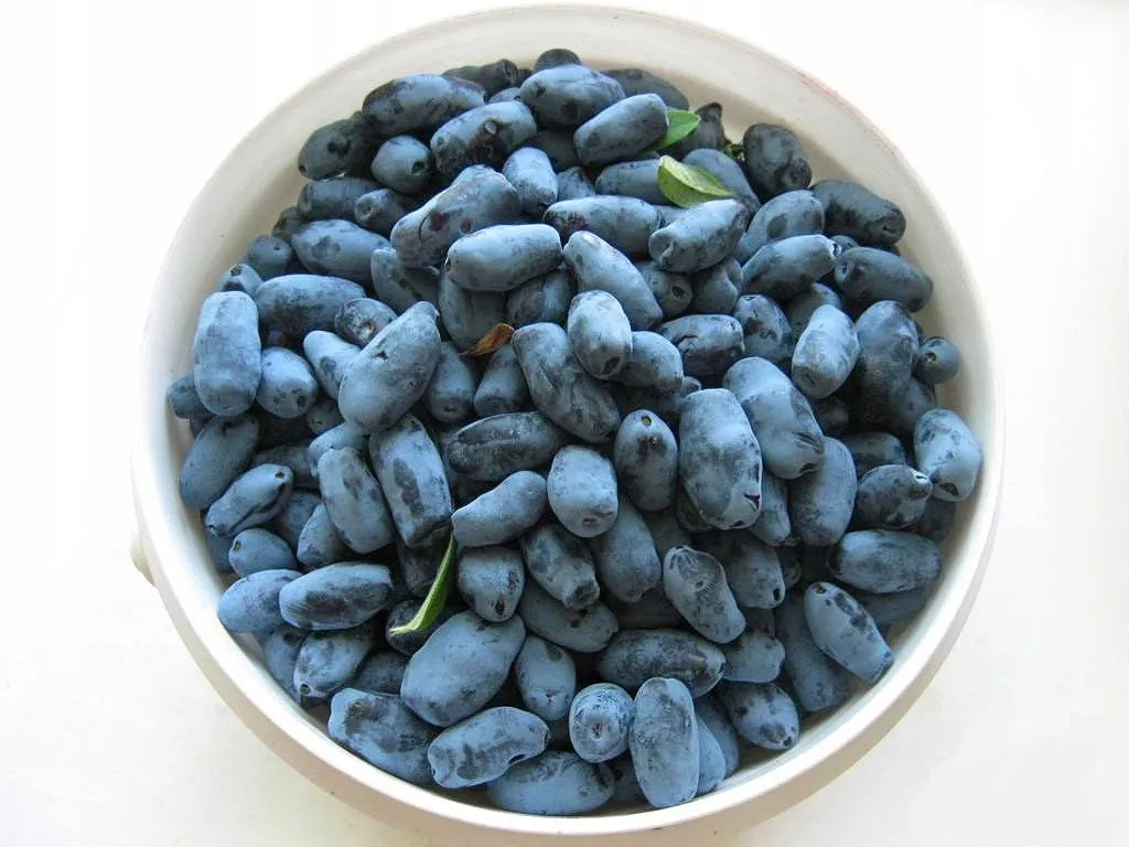 Jaką glebę wybrać dla jagody kamczackiej, aby uniknąć problemów?