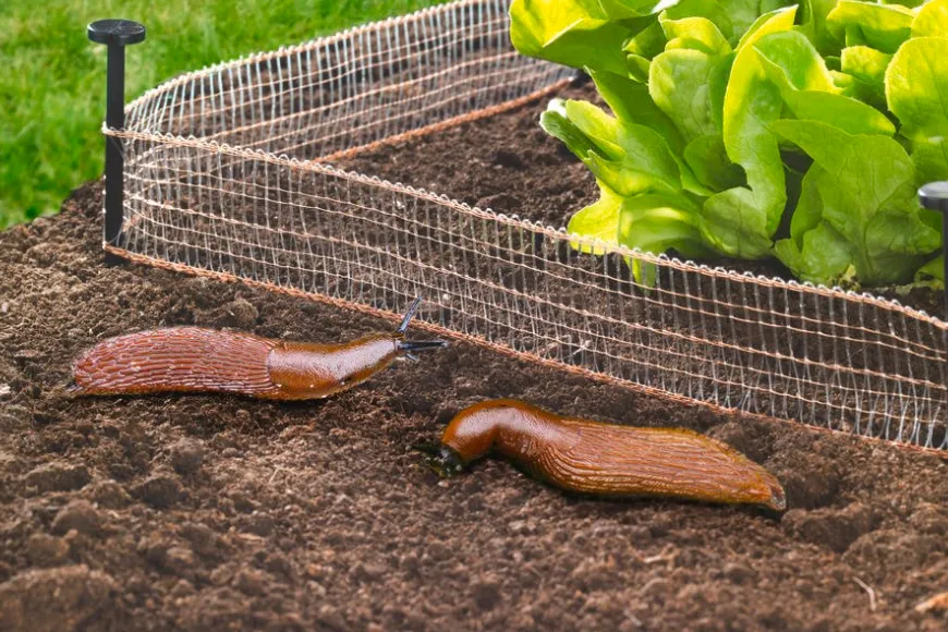 Czym ogrodzić grządki, aby skutecznie chronić rośliny przed szkodnikami