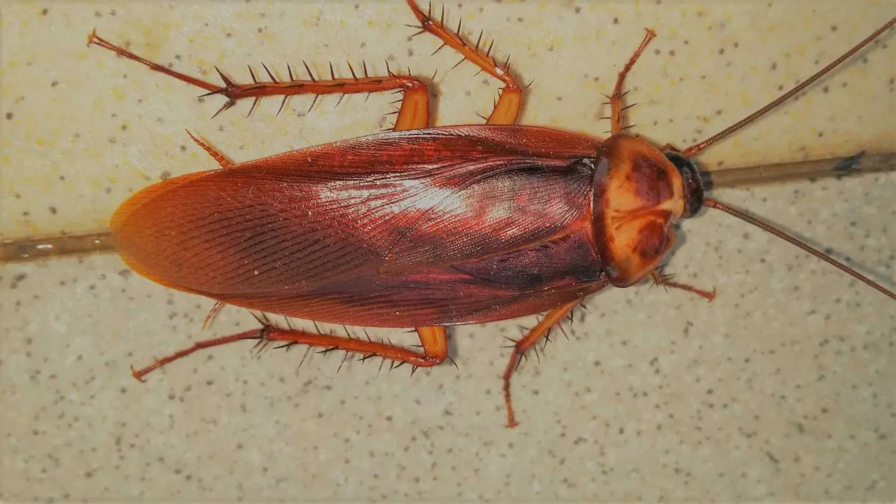 Jak wytępić prusaki w bloku - skuteczne metody na pozbycie się ich