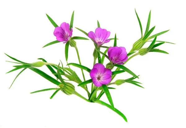 Kąkol chwast: toksyczność, zagrożenia i ochrona rzadkiego gatunku