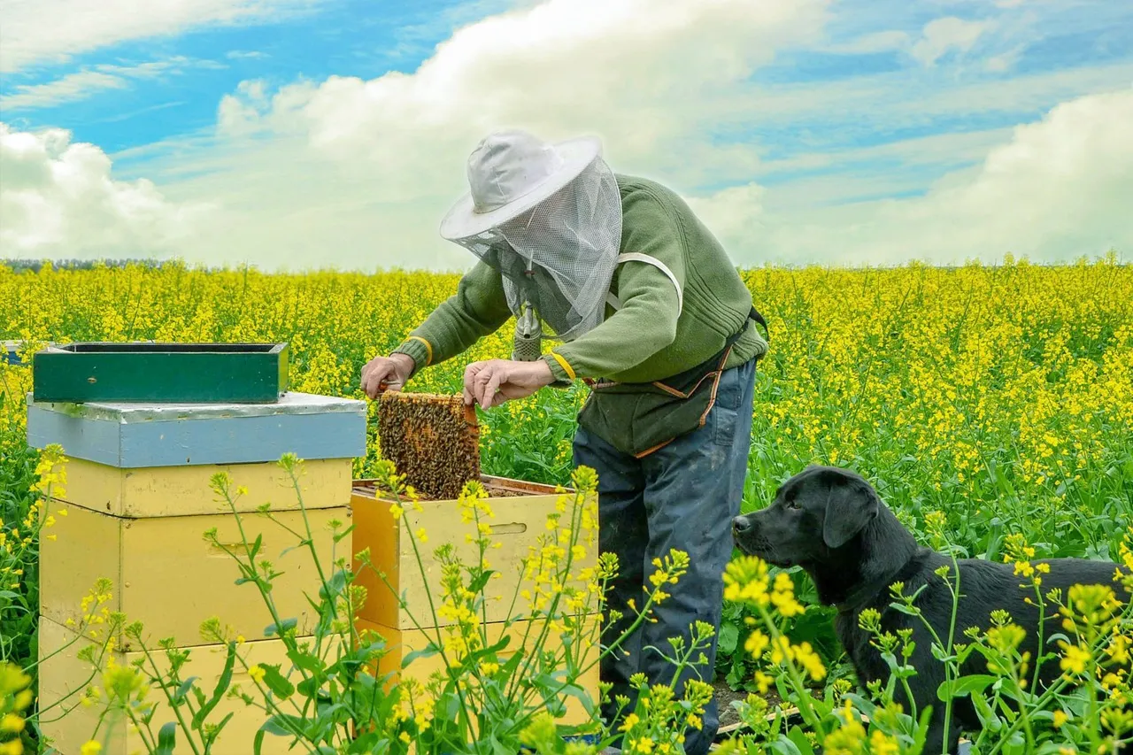 Jak przewieźć ule z pszczołami bezpiecznie i skutecznie krok po kroku