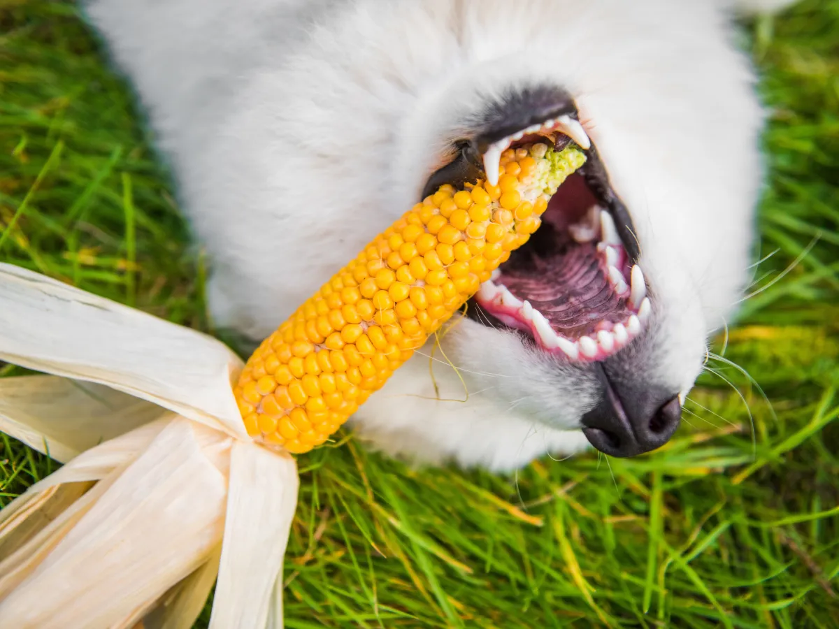 Czy pies może jeść kukurydzę - poznaj bezpieczne zasady karmienia pupila