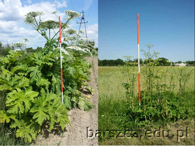 Jak odróżnić podagrycznik od barszczu Sosnowskiego? Rozpoznaj chwasty!