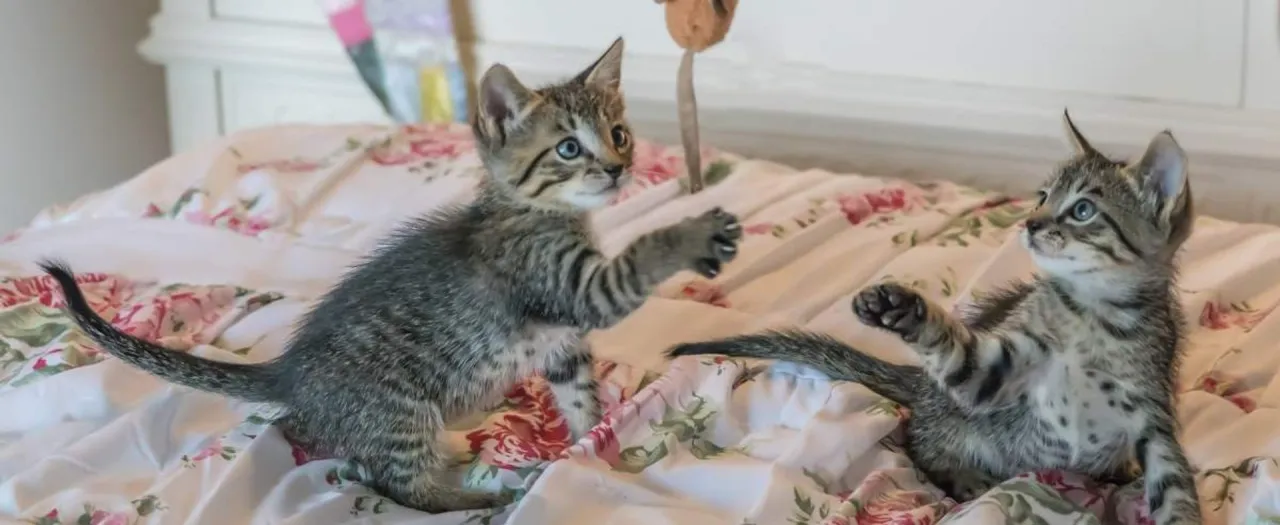 Jak opiekować się małym kotkiem bez matki - kluczowe wskazówki dla opiekunów