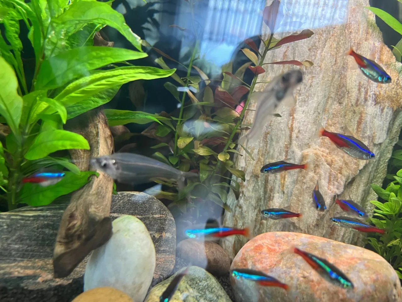 Jak hodować neonki: uniknij błędów i zapewnij im zdrowe życie