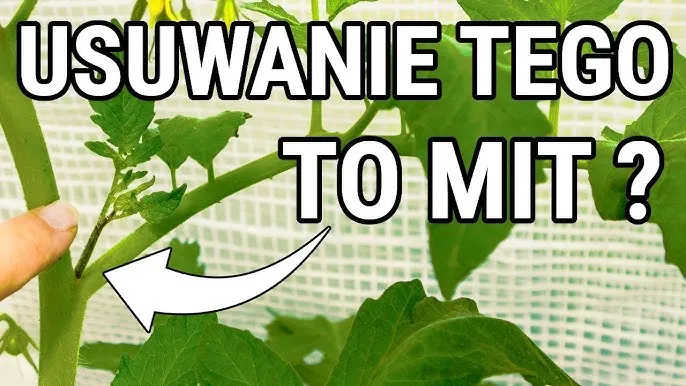 Gnojówka z pokrzyw: Jak karmić pomidory, by rosły jak szalone?