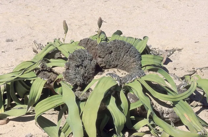 Jakie rośliny występują w Afryce? Niezwykła flora i jej tajemnice