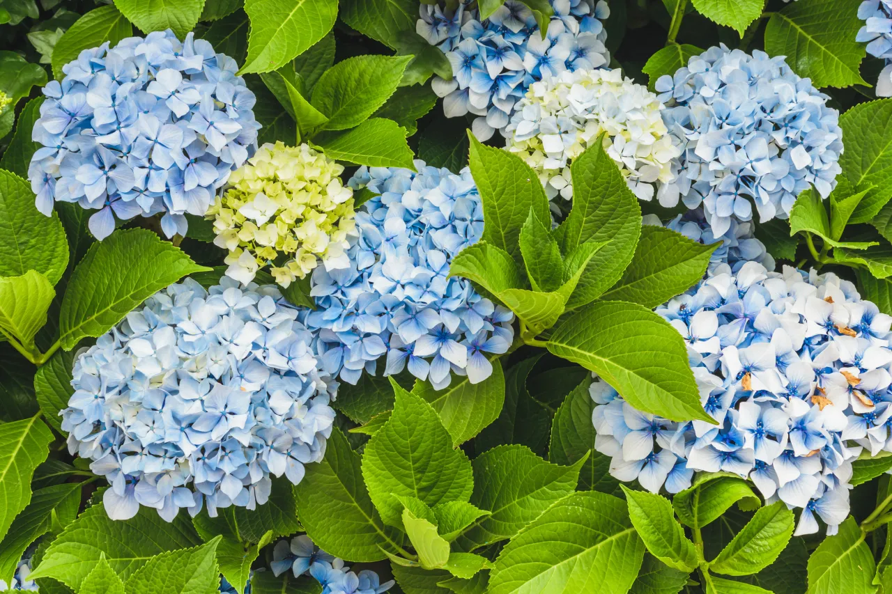 Jak długo kwitnie hortensja ogrodowa? Odkryj jej tajemnice kwitnienia