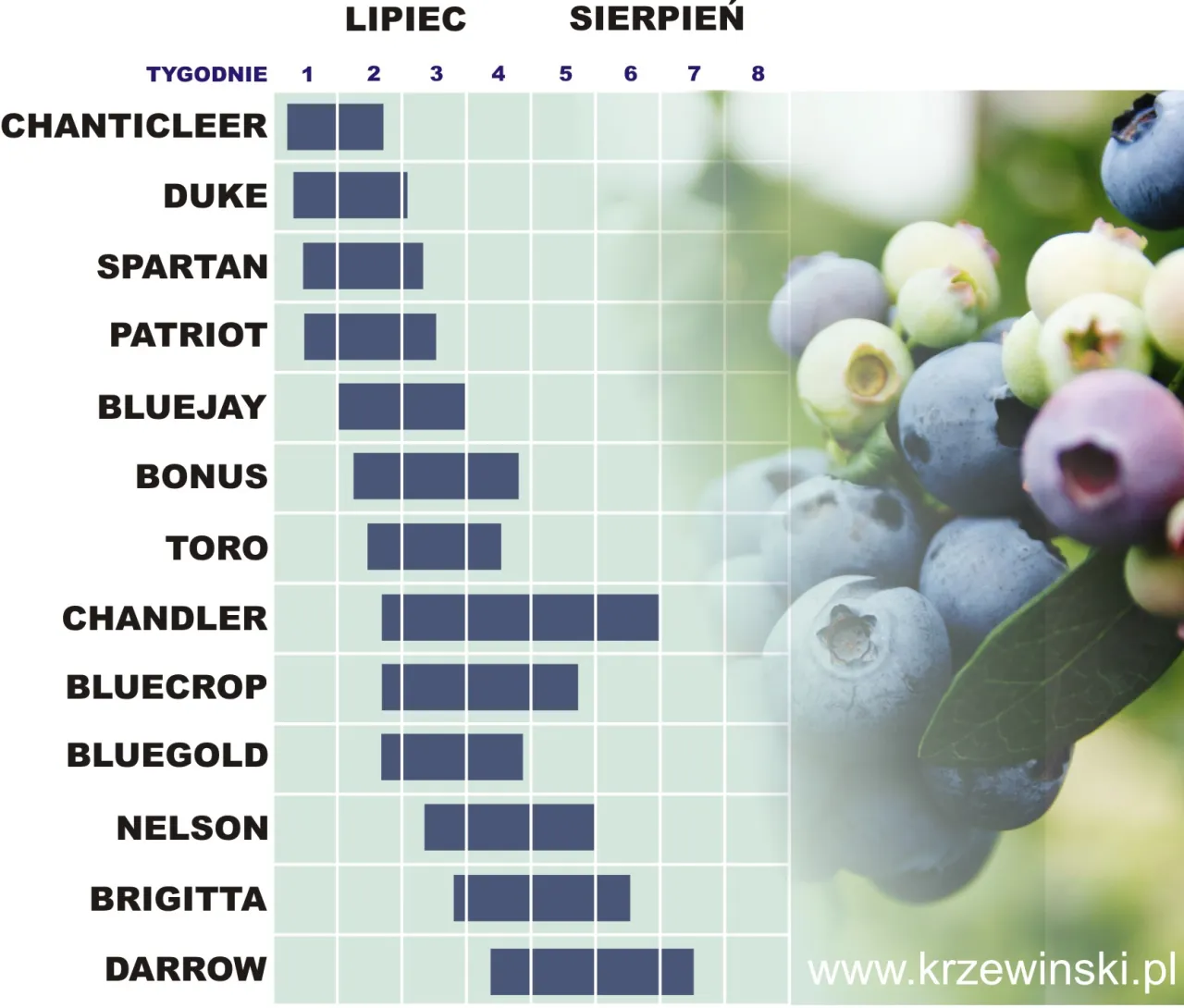 Sezon na borówki amerykańskie: Kiedy są najlepsze i najtańsze?