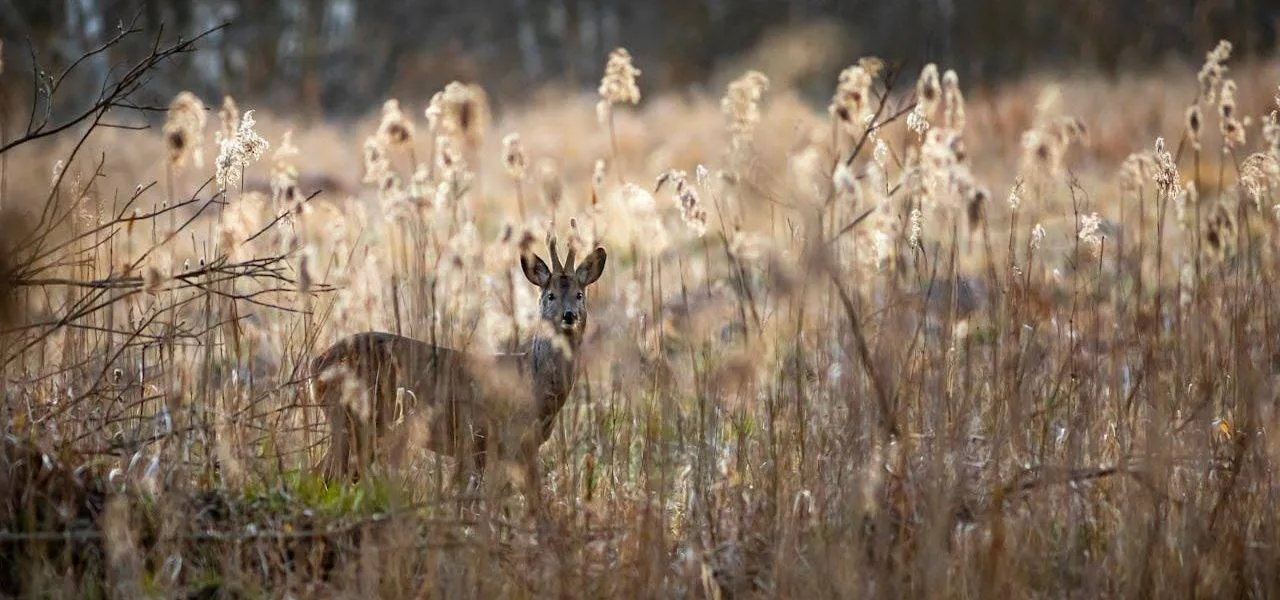 Obserwacja dzikich zwierząt w Polsce: Poradnik krok po kroku