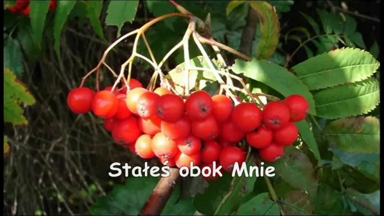 Kto śpiewa czerwoną jarzębinę? Historia utworu i jego wykonawcy