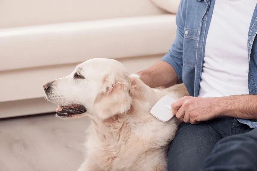 Co na wypadanie sierści u psa? Poznaj przyczyny i skuteczne rozwiązania Co na wypadanie sierści u psa? Poznaj przyczyny i skuteczne rozwiązania