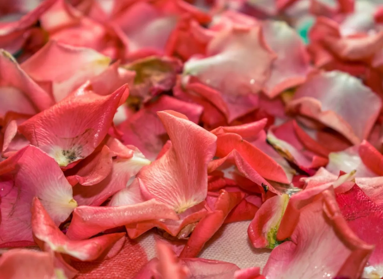 Co można zrobić z płatków róży ogrodowej? Zaskakujące zastosowania i przepisy!