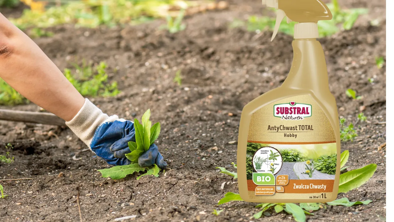 Twój ogród atakują kolczaste chwasty? Zwalcz je ekologicznie i chemicznie!