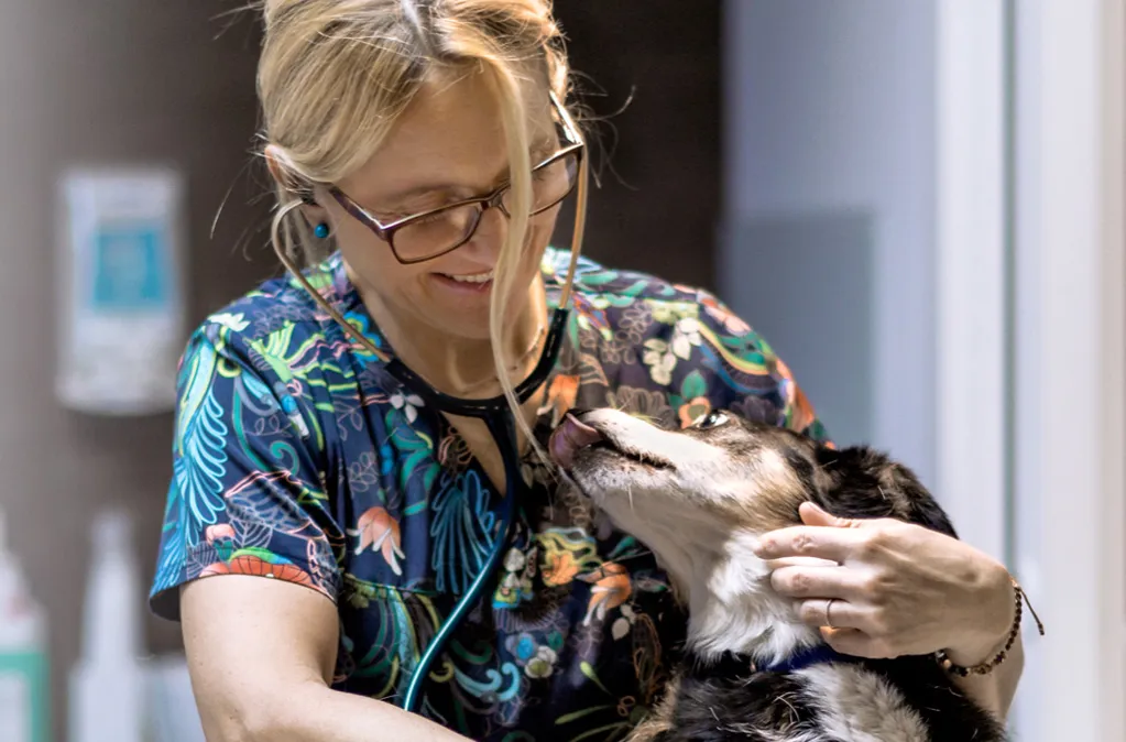 Weterynarz Gdańsk Osowa: Gdzie leczyć pupila? Opinie Weterynarz Gdańsk Osowa: Gdzie leczyć pupila? Opinie