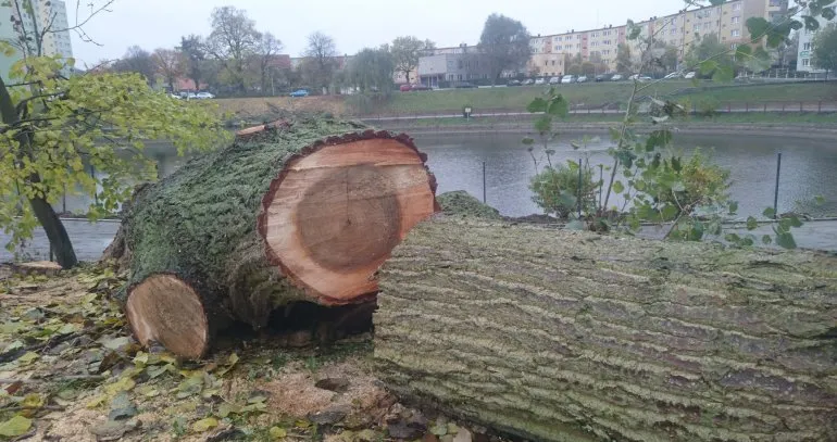 Kto wydaje pozwolenie na wycinkę drzew i jak uniknąć problemów?