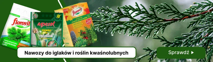 Nawóz jesienny do tui: Kiedy i jak? Klucz do zimowej odporności